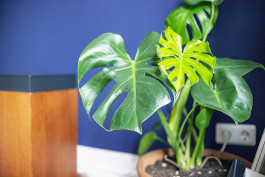 Wohnzimmer Altbau Blau